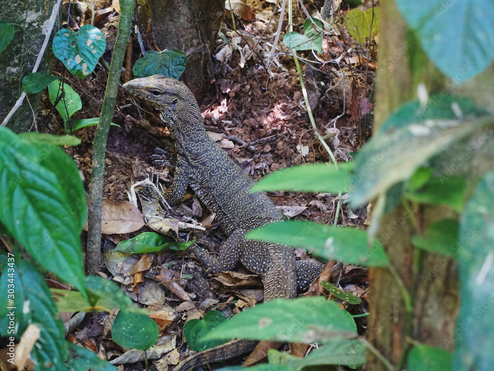 Fototapeta premium lizard in the rainforest of taman negara