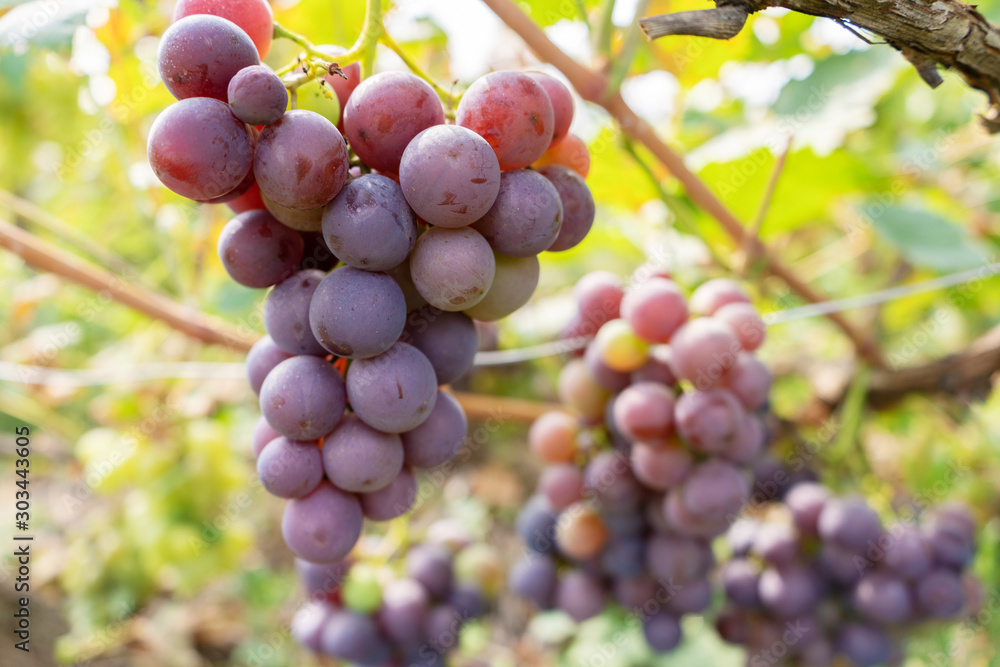 intertwined juicy fruit of grapes in a green garden intertwined juicy fruit of grapes in a green garden