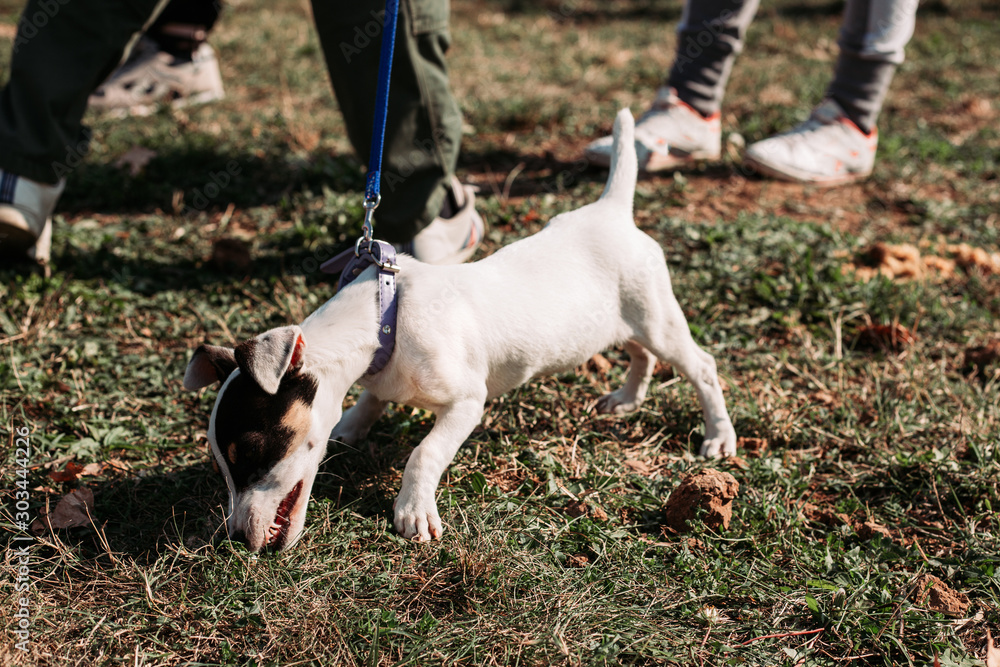 Small Jack Russell dog at dog show, exhibition. Playing outside. Domestic pets