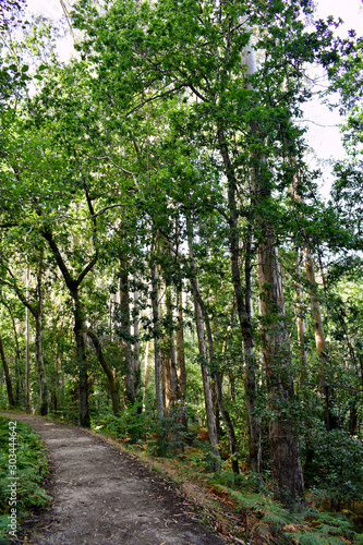 Souto da Retorta, also known as the Chavin eucalyptus, in Vivero, Galicia. Spain. Europe.