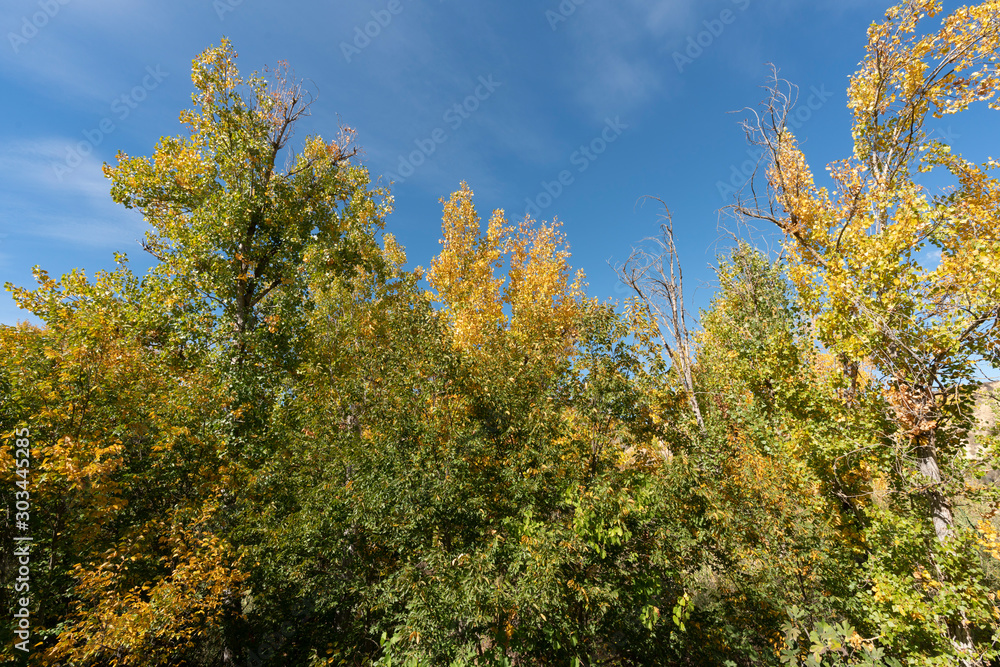 Trees with orange autumn tone