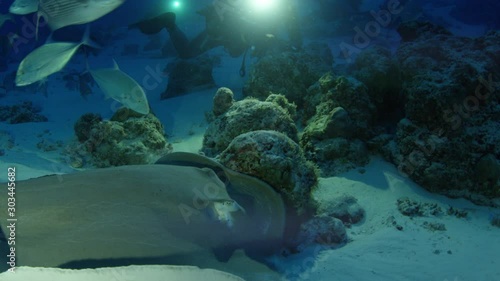 Tawny Nurse Shark, Ginglymostoma cirratum and Pink whipray, Pateobatis fai, at dusk in the coral reef, a group of divers watching the animals, Maldives Indian Ocean photo