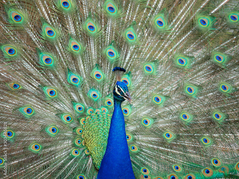 Obraz premium Peacock fanned out feathers