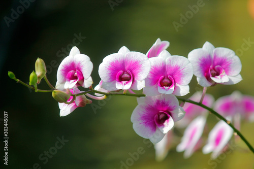 closeup of beautiful orchid flower