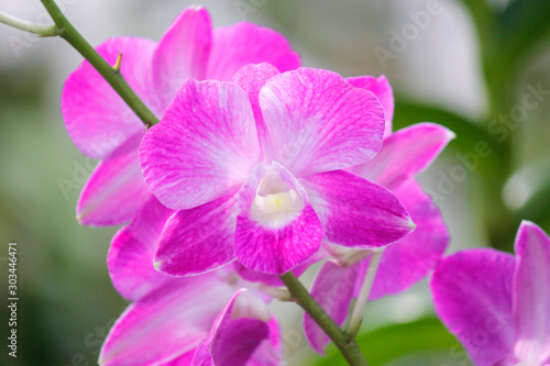 closeup of beautiful orchid flower