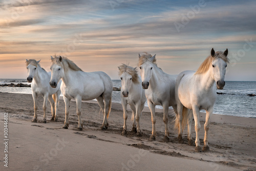 Horses in Camargue