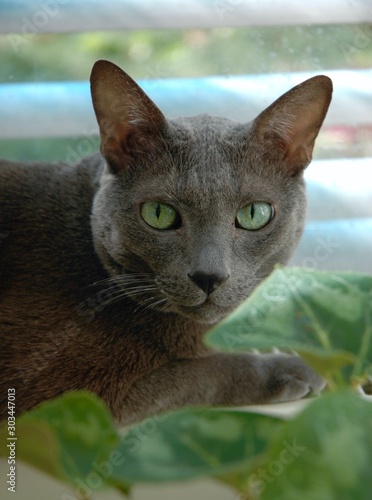 portrait of a stunning feline beauty waiting in ambush
