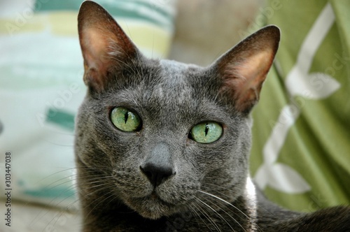 Portrait of a stunning green-eyed feline beauty