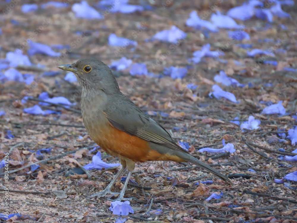 robin on branch robin on branch