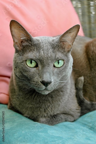 Portrait of beautiful green-eyed Russian blue cat looking into camera