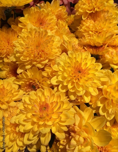 yellow flowers background