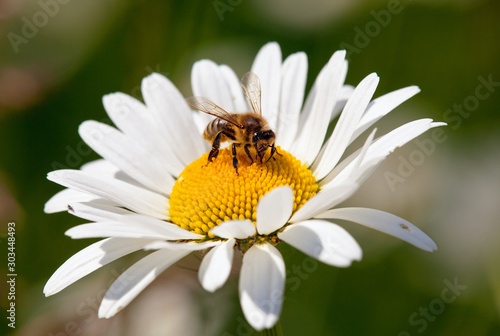 bee or honeybee on white flower of common  daisy
