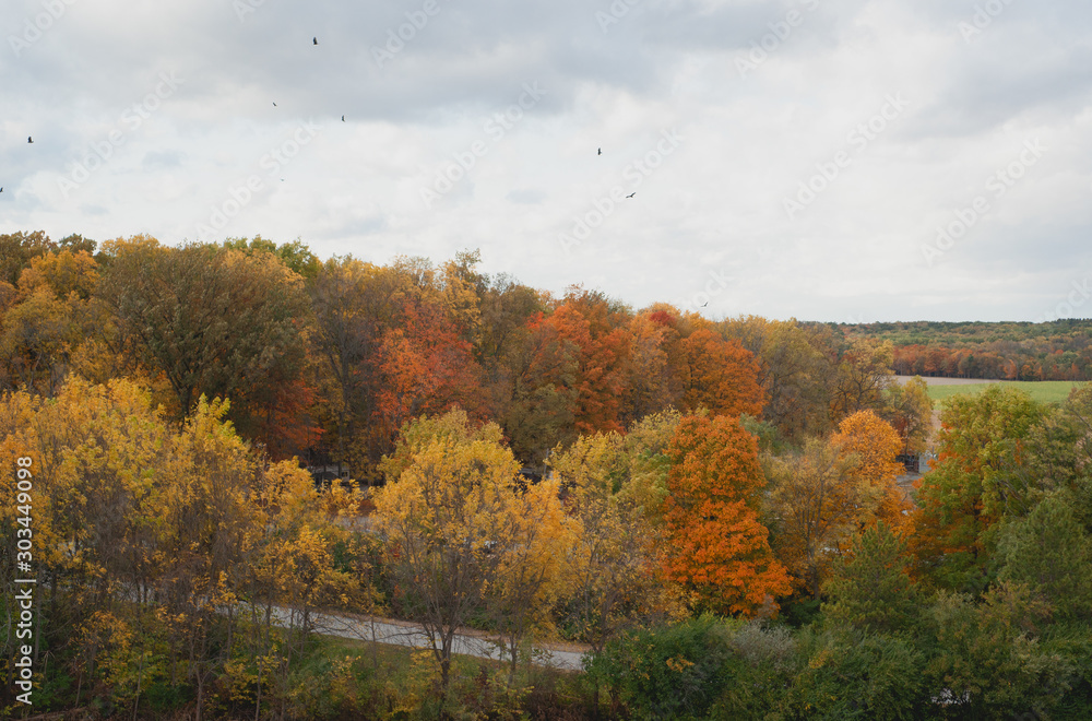 Fall Foliage Fall Foliage