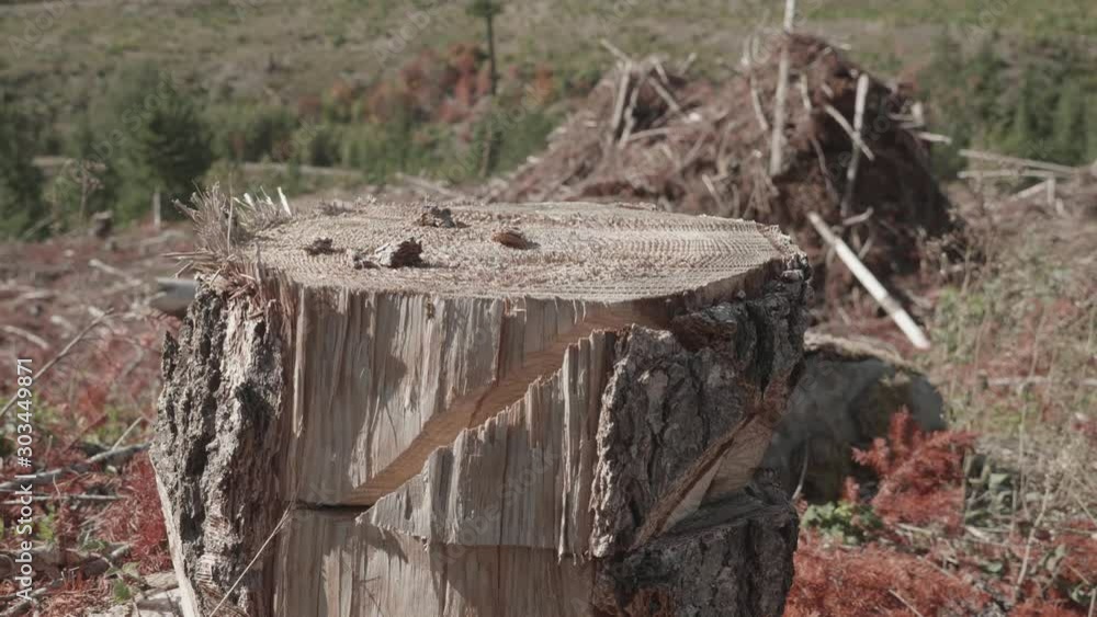 Logged tree stump with axe cuts in huge clear cut logging area in the forest slow motion Logged tree stump with axe cuts in huge clear cut logging area in the forest slow motion