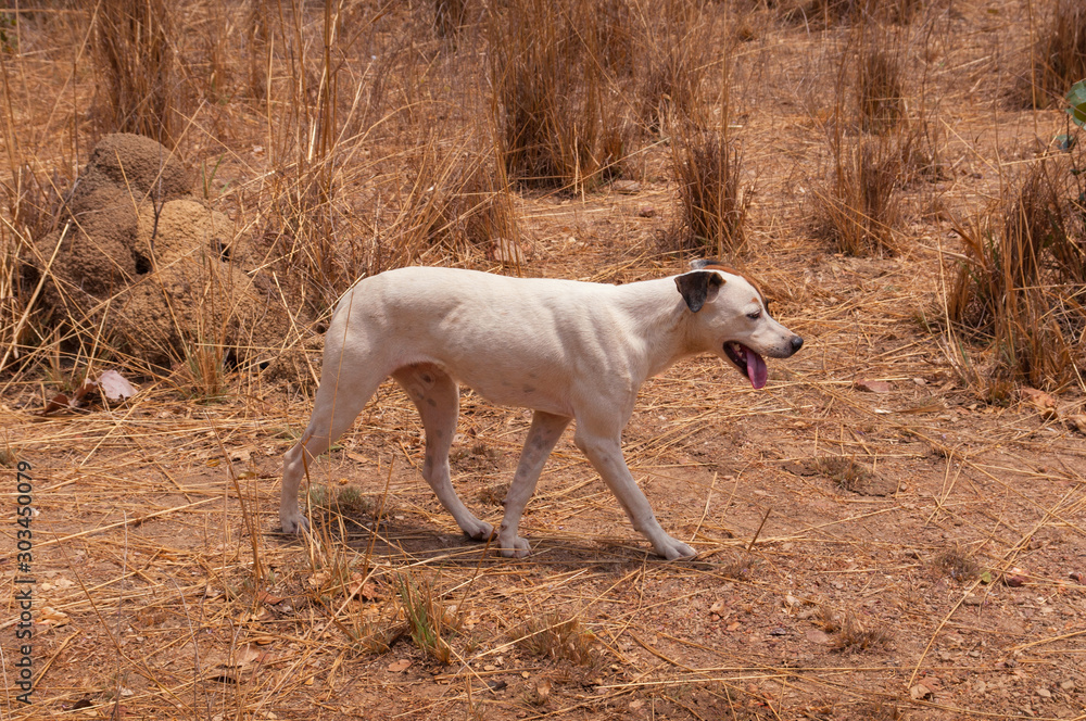 thirsty white dog over dry land and hay thirsty white dog over dry land and hay