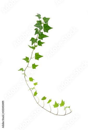 ivy isolated on white background,Natural green texture