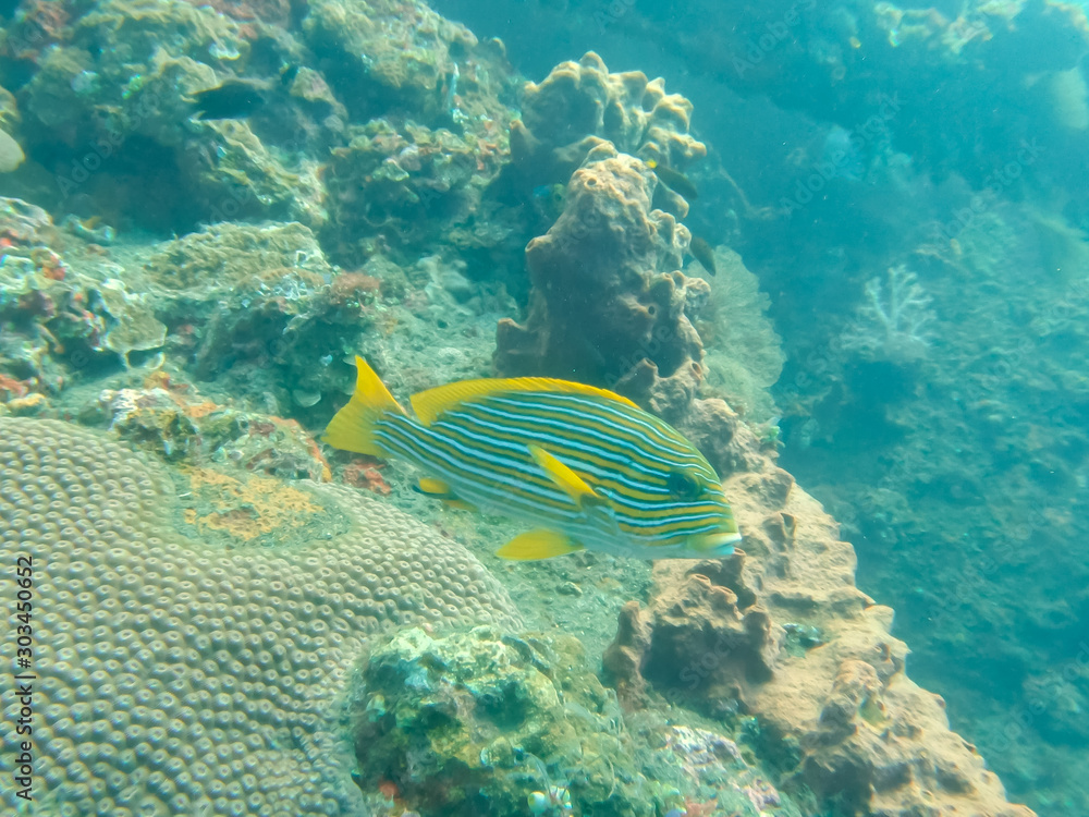 a lined sweetlips on the liberty wreck at tulamben on the island of bali a lined sweetlips on the liberty wreck at tulamben on the island of bali