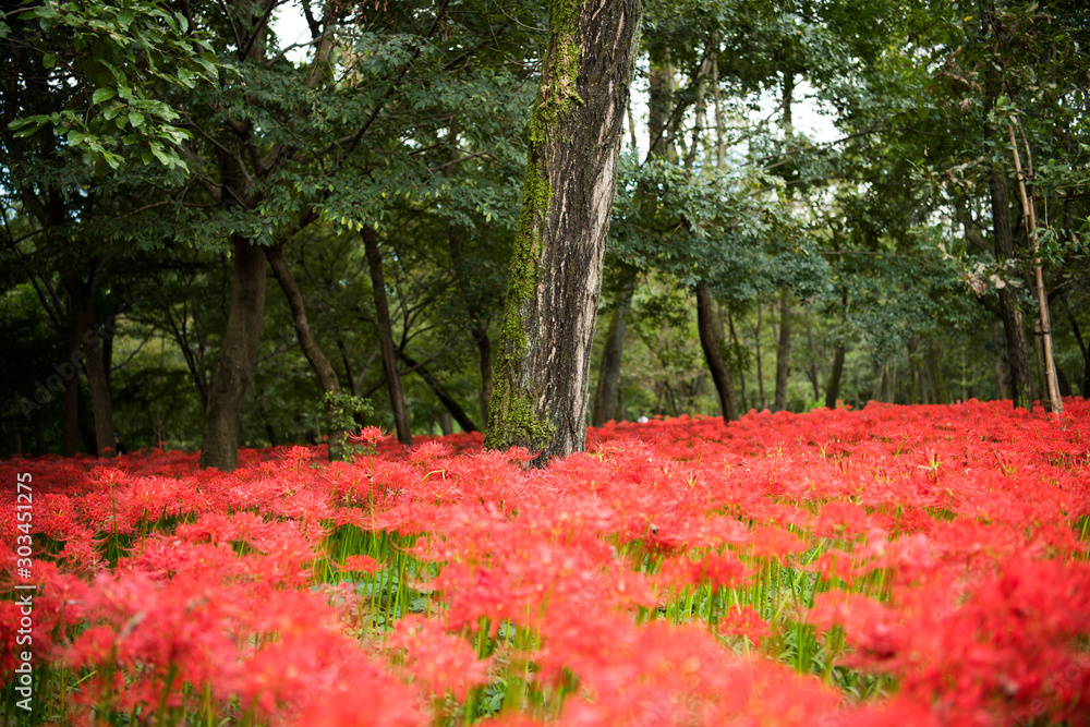 曼珠沙華 曼珠沙華