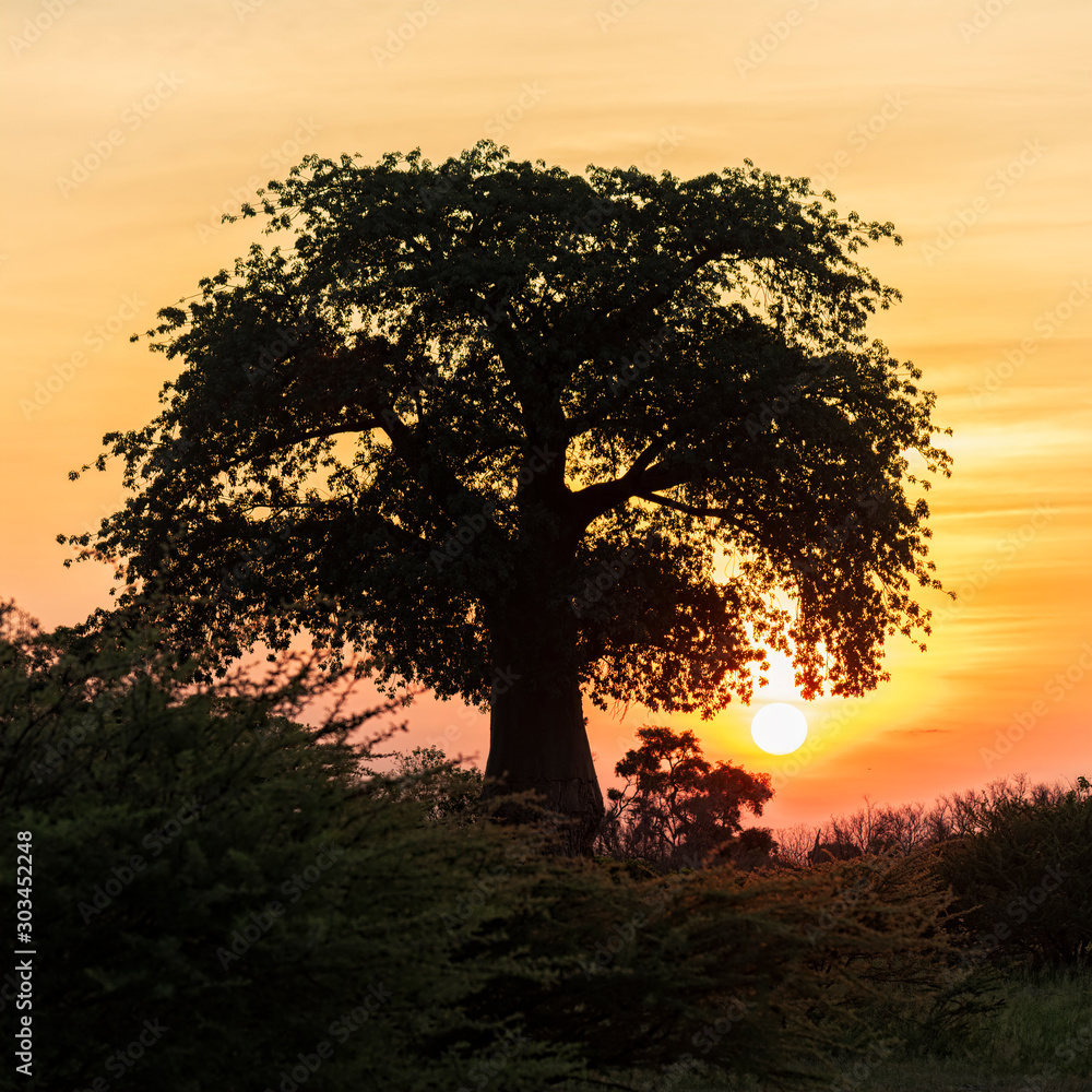 Baobab at Dawn3