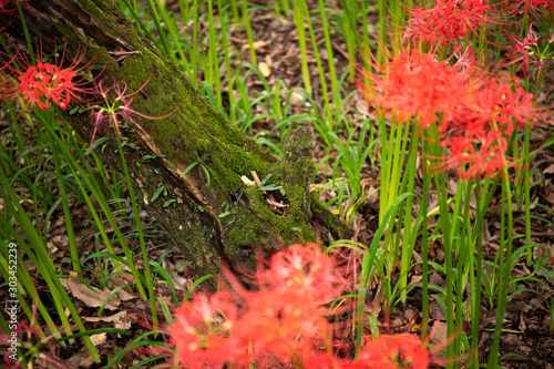 曼珠沙華