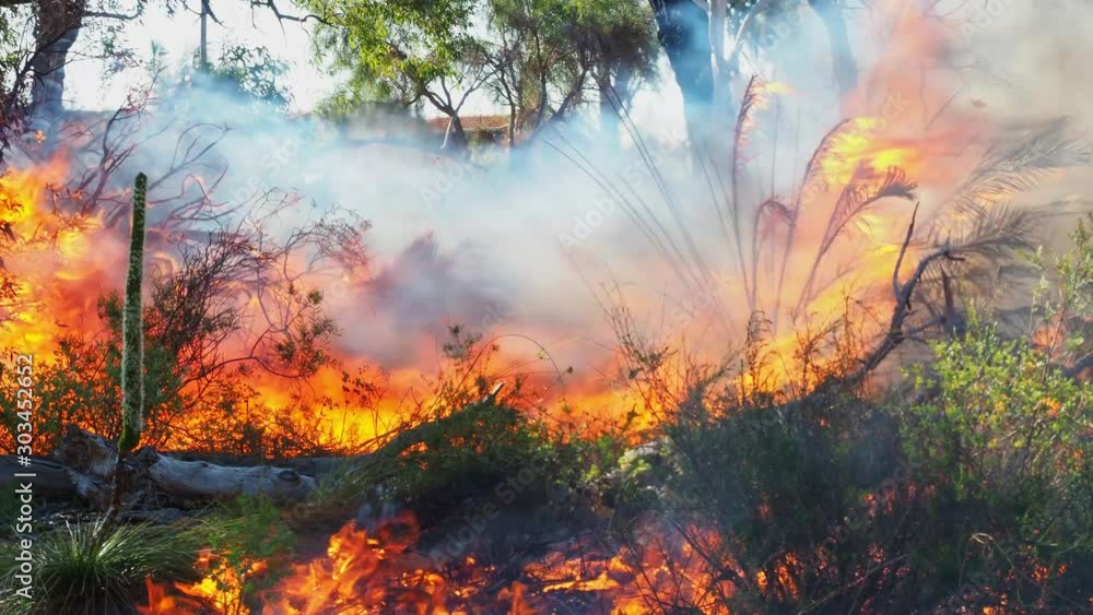 Raging wildfire burning forest plants and releasing clouds of black smoke in air
Raging wildfire burning forest plants and releasing clouds of black smoke in air