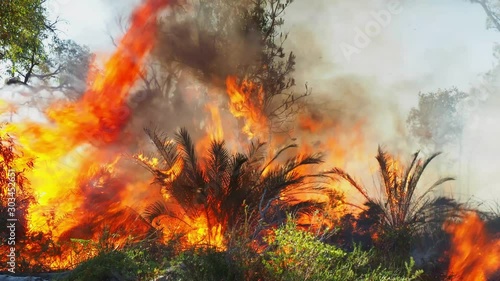 Large controlled fire burning grass, shrubs and trees in Australian wilderness
 photo