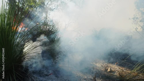 Smoke from controlled burn billowing around grass trees in Australian countryside
 photo