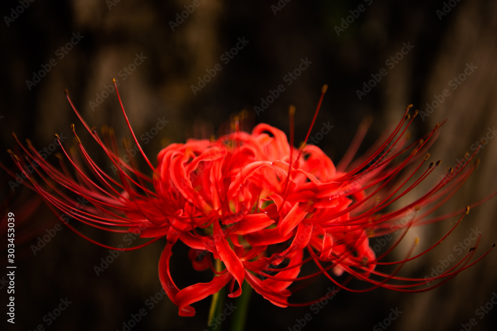曼珠沙華 曼珠沙華