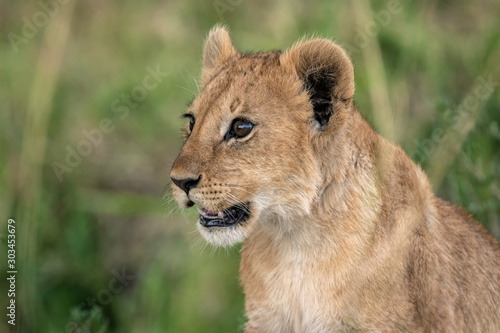 Close-up of an adorable little lion cub. Image taken in the Maasai Mara National Reserve  Kenya. 