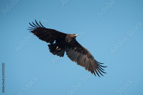 Greater Spotted Eagle flying on blue sky background