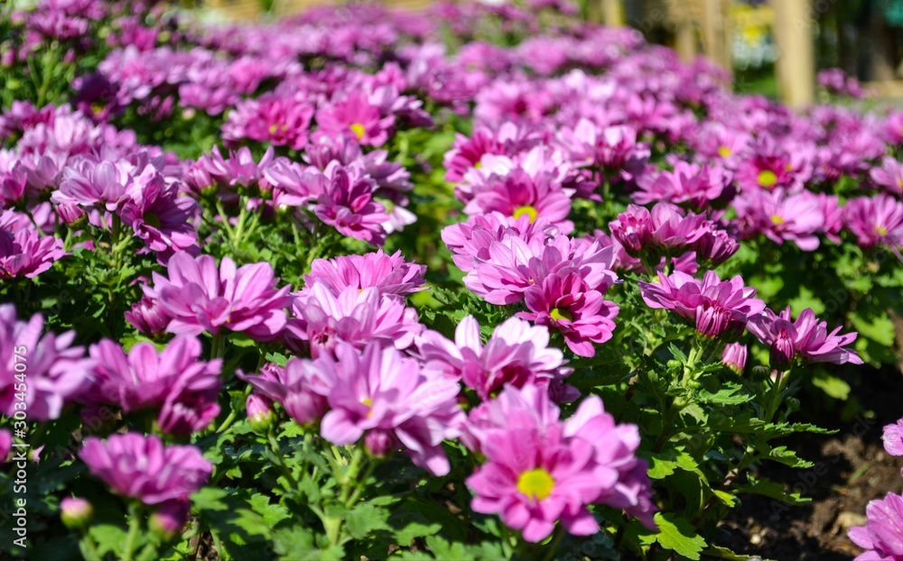 Pink Chrysanthemum flowers blooming in  the garden