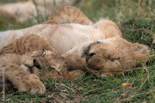 Two adorable lion cubs cuddle while sleeping in the grass.  Image taken in the Masai Mara, Kenya.