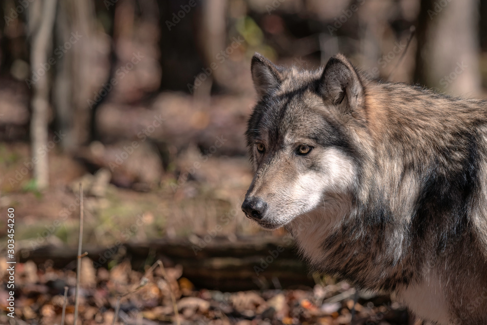 Close up of a gray wolf (timber wolf) standing in a clearing surrounded by trees and Fall foliage.  