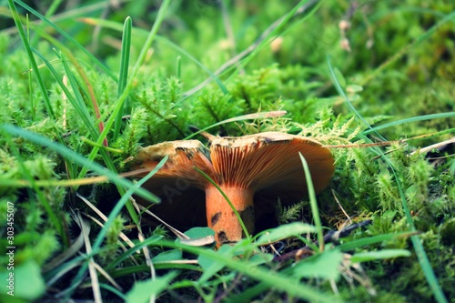 mushroom in the forest