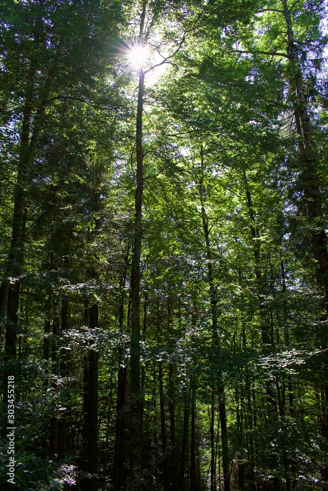 Obraz premium Sun peaking though the dense tree canopy in Germany
