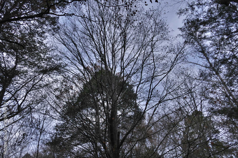 Obraz premium November trees in a line