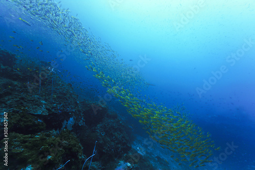 Underwater background - paradise