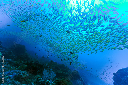 Underwater background - paradise