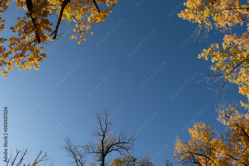 Fall yellow cottonwoods and Blue Sky