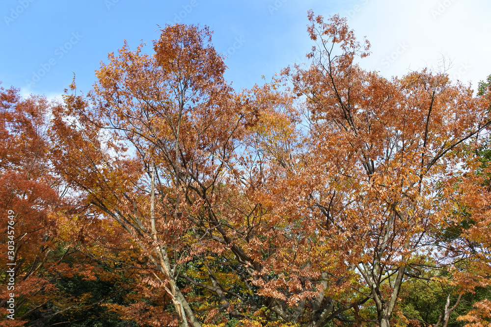 Fototapeta premium 楓のある秋の野山２