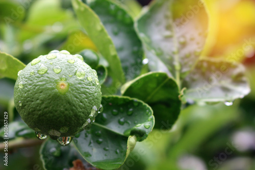 Lemon fruits green and water droplets on surface, green plant background