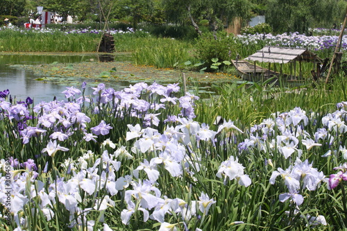 佐原水生植物園のあやめ