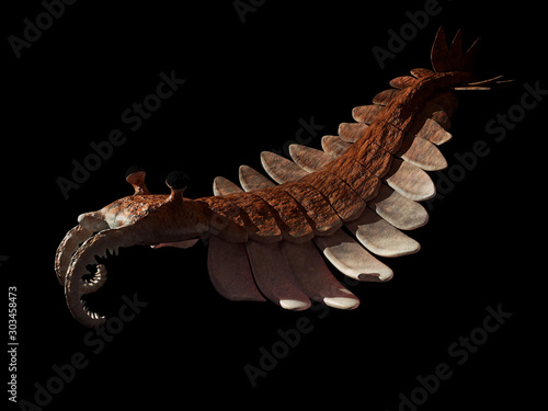 Anomalocaris, creature of the Cambrian period, isolated on black background photo