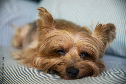 Lovely tan Yorkshire Terrier dog - small domestic house dog concept