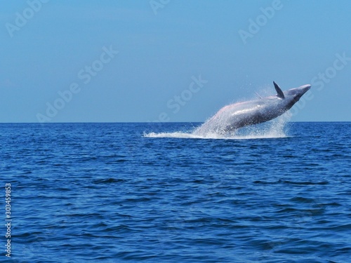 Bryde's whale or bruda whale in the gulf of Thailand 