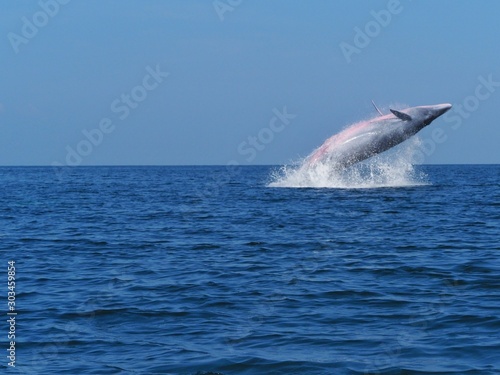 Bryde's whale or bruda whale in the gulf of Thailand 
