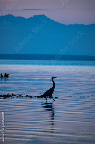 great blue heron on the beach © Kimberly's Nature