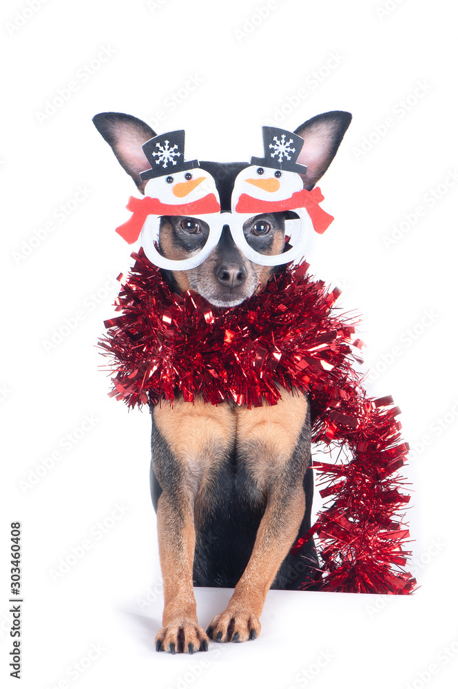 Dog with funny New Year's glasses - snowmen isolated on white, Christmas theme, New Year Dog with funny New Year's glasses - snowmen isolated on white, Christmas theme, New Year