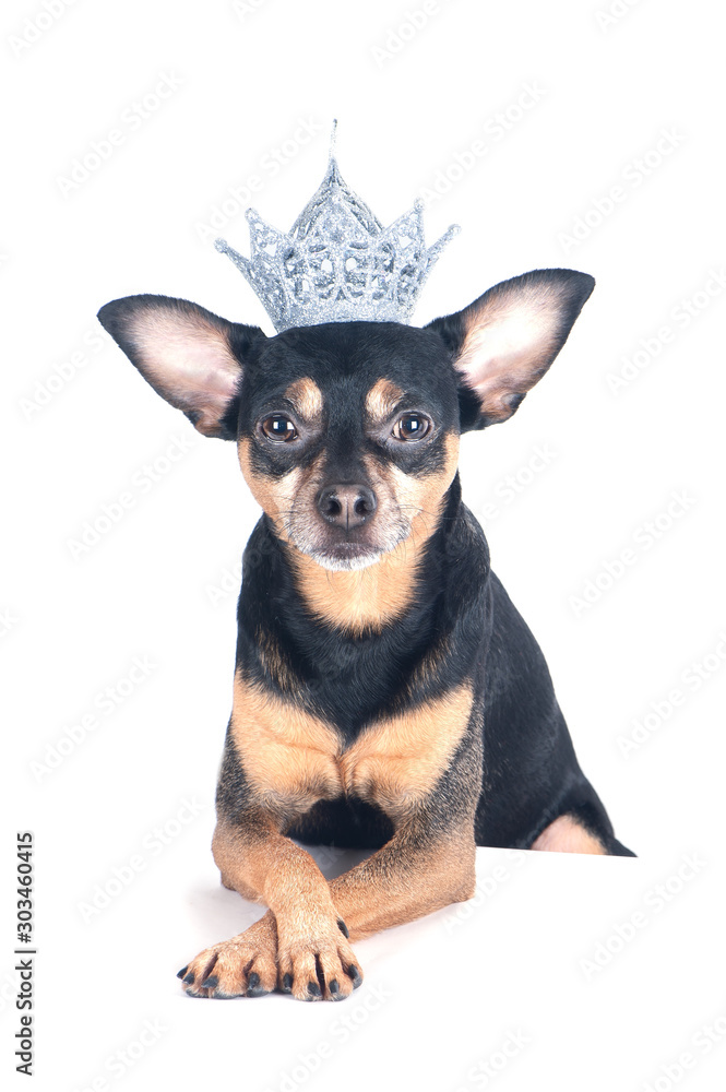 Dog in the crown is isolated on white, lord  or prince, dog power theme