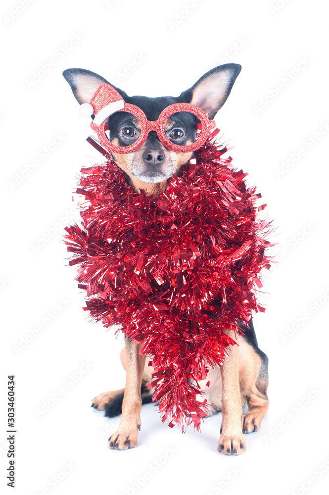Dog with funny red glasses and tinsel isolated on white, Christmas theme, New Year Dog with funny red glasses and tinsel isolated on white, Christmas theme, New Year
